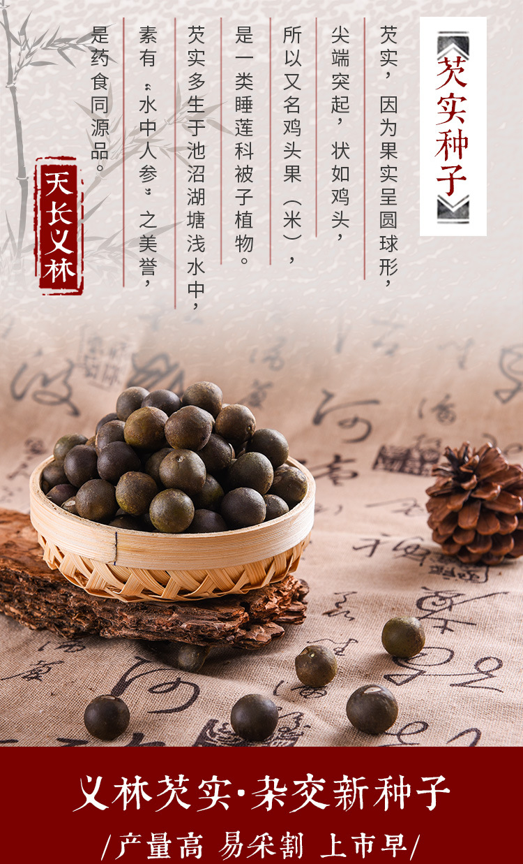 Qian Shi Gorgon Fruit Seeds Euryale Ferox Hybrid Variety Thin Shell Large Seed High Yield overview