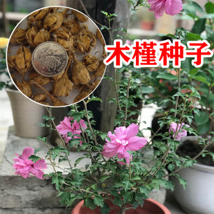 �²�ľ�ȷN��ľ���G�l���_ĺ�仨���Ȼ��N�ӈ@�־G�����]