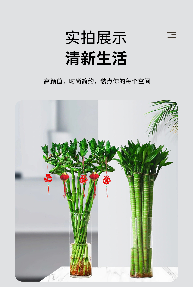 水培植物富贵竹转运竹室内客厅绿植盆栽开运竹弯竹文昌龙竹节节高-阿里巴巴