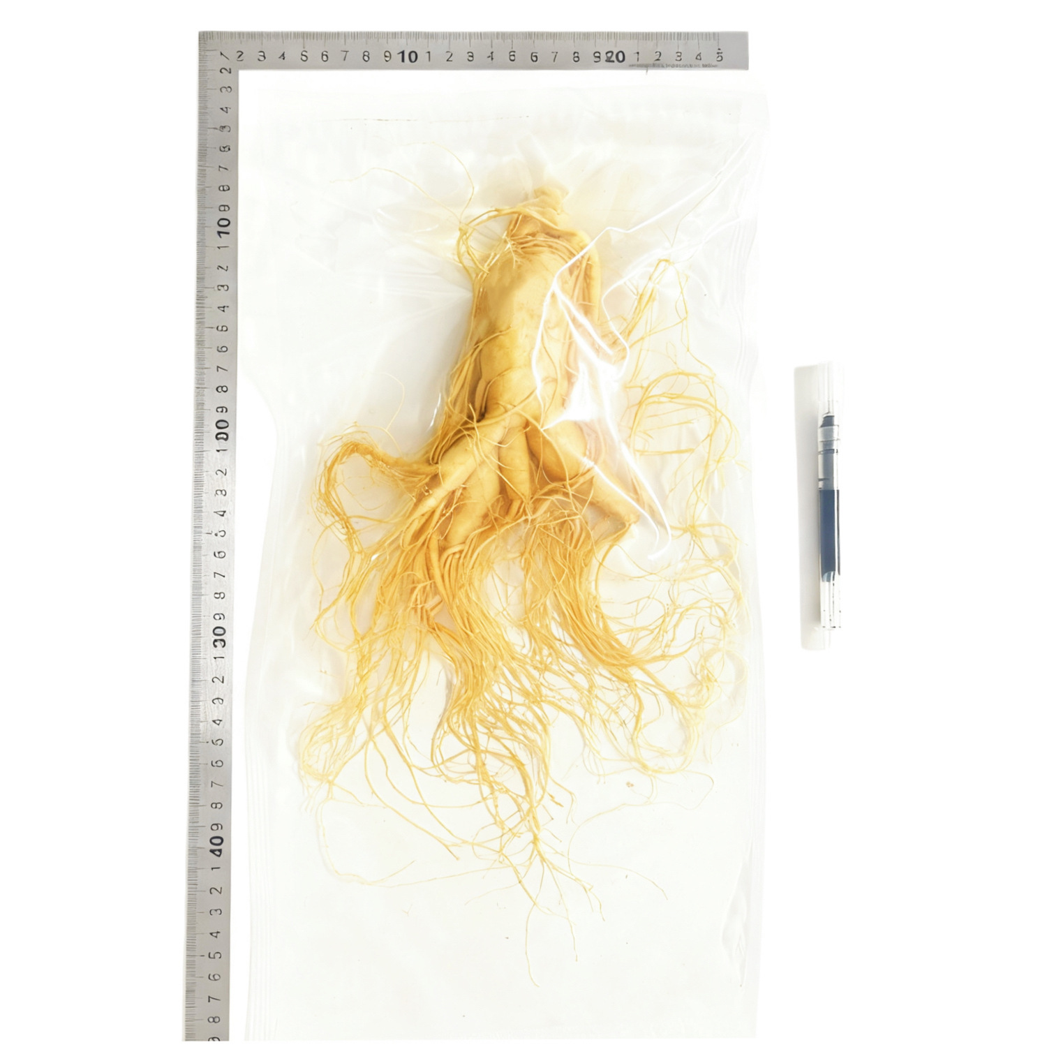 【鮮人参】長白山人参卸売メーカー直販 東北特産新鮮人参 酒漬け人参 生人参