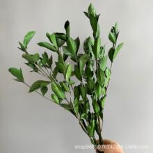 栀子叶永生花保鲜花绿色叶子叶材花束搭配场景设计拍照道具