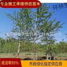 �������l�y�Ә� �S���~�y�� ͥԺ�G��ľ�е����y�Ӵ���ϱ����Nֲ