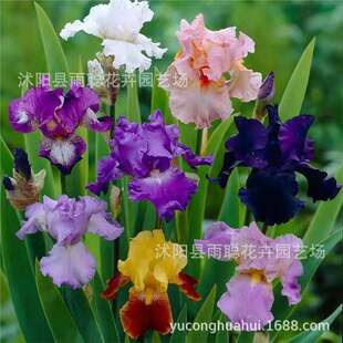 ���羳��؛��̨�������m�N�Ӯ����_������ˮ���ͥ�@ˇ