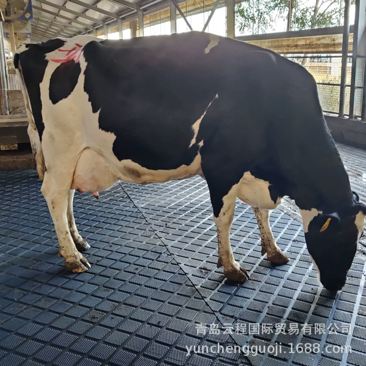 Животноводство резиновый коврик резиновый матрас коровы Молочная Ферма Крупный рогатый скот канал доильный зал резиновый коврик сарай лошади Свинья дом коврик Yuncheng