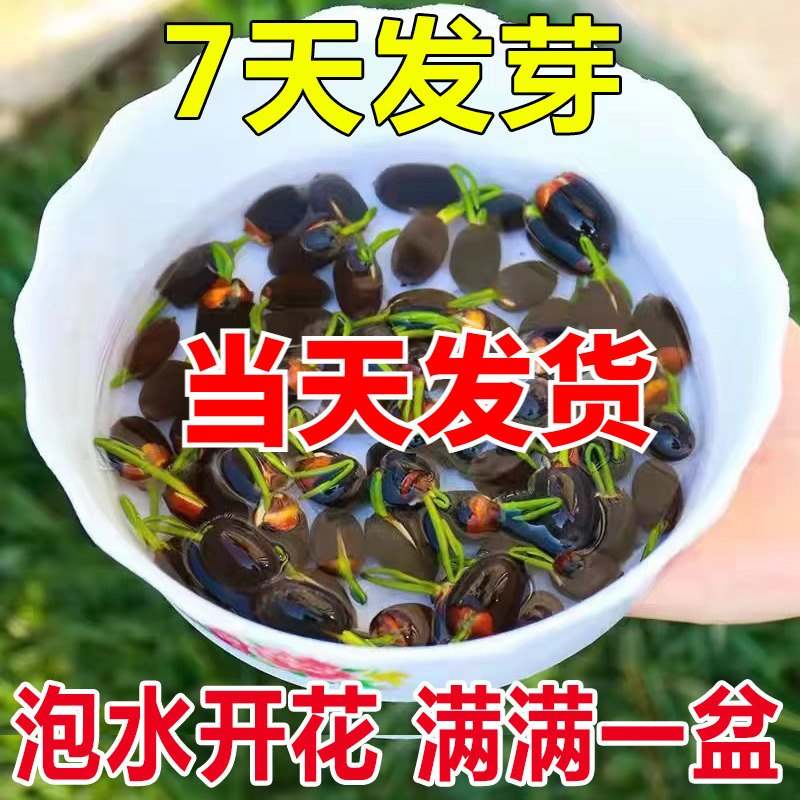 碗莲水培植物种孑花种四季室内开花水养睡莲荷花种子莲花种籽盆栽