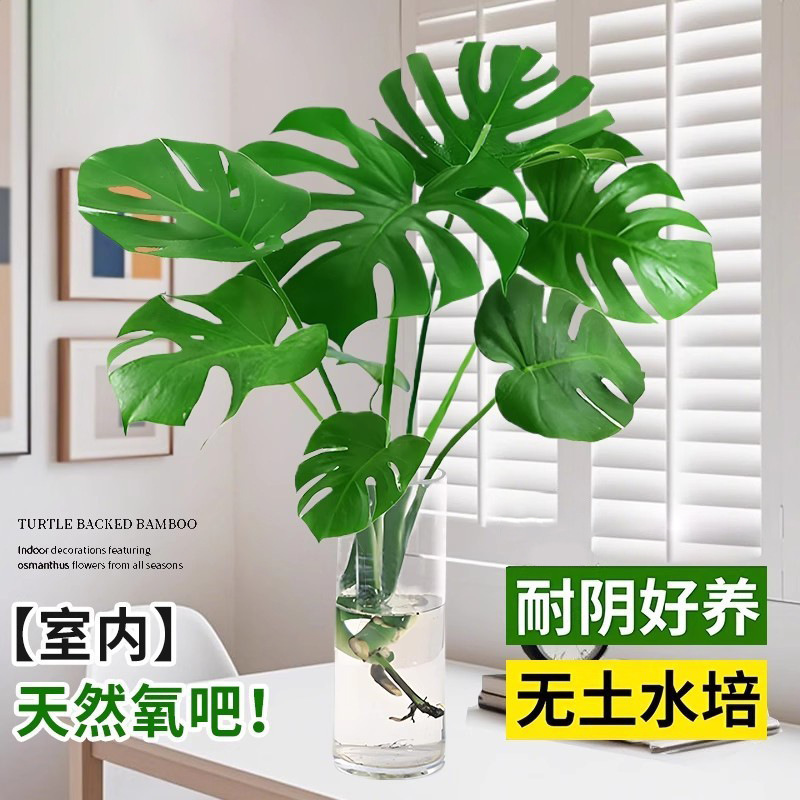 Monstera Hydroponic Plant Indoor Large Potted Plant for Living Room and Office, Large Leaf Green Plant, Easy to Maintain for Lazy People, Easy to Maintain in All Seasons