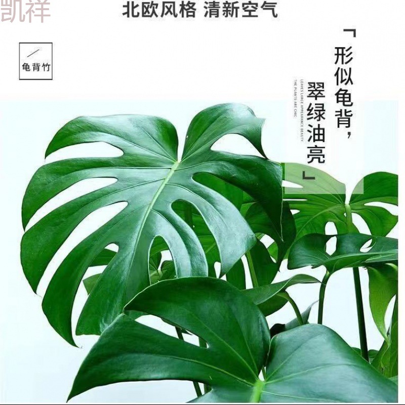 大叶龟背竹开背老桩盆栽室内水培好养植物净化空气吸甲醛花卉盆景