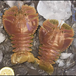 琵琶虾特大鲜活冷冻深海海捕九齿虾新鲜海虾犀牛红魔虾帝王蟹批发