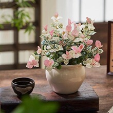 花叶络石水培植物茶室办公室桌面盆栽绿植彩色花卉爬藤吊兰