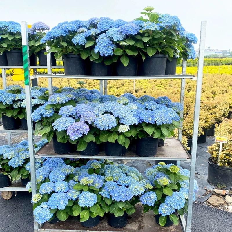 Рассада гортензии Старый ворс Большая рассада Четыре сезона Цветочный балкон с цветами Бесконечный летний двор Морозостойкий саженец Горшечное растение