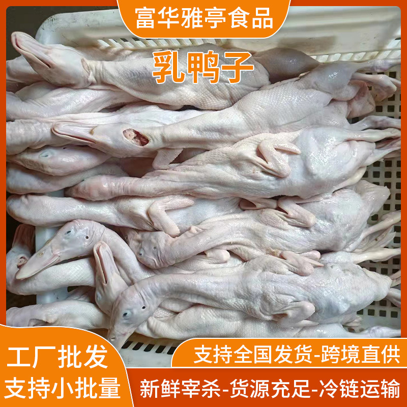Freshly Slaughtered Duck, Braised Duck, Roasted Duck, Restaurant, Roasted Duck Farm, Free-Range Duck, Catering Supply Wholesale Freshly Slaughtered Duck, Braised Duck, Roasted Duck, Restaurant, Roasted Duck Farm, Free-Range Duck, Catering Supply Wholesale