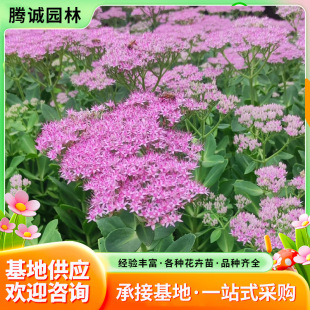 �ˌ����컨��ֲ��ͥԺ�G���׻��ļ��_���ͺ��ͺ����̈@�־G������