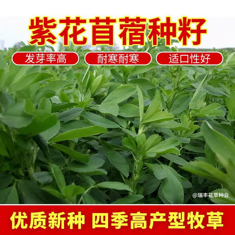 紫花苜蓿草种籽喂猪牛羊兔鸡鸭鹅多年生四季大叶牧草种子鱼草种籽