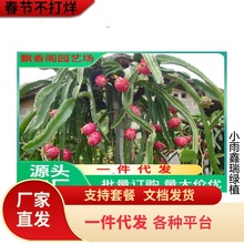 火龙果树果苗红心火龙果苗庭院阳台四季盆栽种植水果当年结果带根