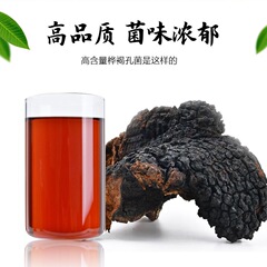 樺茸東北特産長白山樺樹涙野生樺褐孔菌