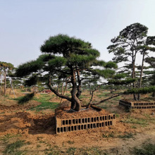 苗圃基地长期供应造型景松迎客松 松树黑松多种造型树形优美价廉