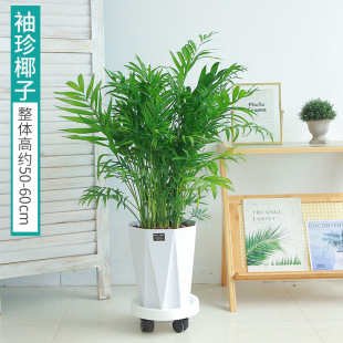 �lؔ�仢Ƥ�m���F�����ԾGֲ�Pβ��ɢβ���͏d�҃��k��������ȩֲ