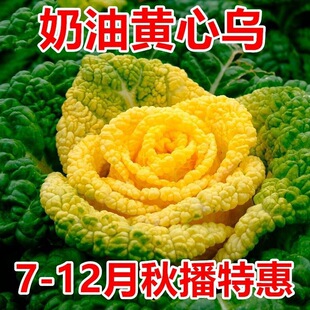 �S�Ğ����˷N���ͺ��S�Ĳ˷N�Ѿջ��Ĳ��ѷN�׷N�S����߲˷N��