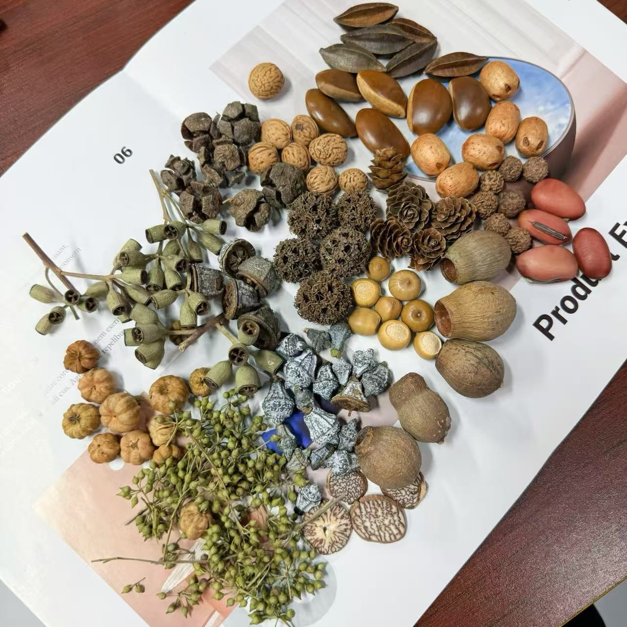 DIY儿童手工榼藤娃娃素材包材料各种果实壳尤加利果橡果花卉装饰