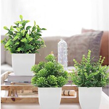 ���R�d�羳����С����޹�²��ȼ����Gֲ�Ҿ��bGɫֲ��С�辰