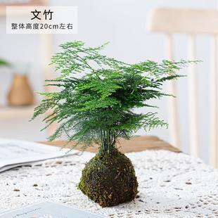Asparagus Potted Moss Ball Plant Bonsai Mini Indoor Living Room Office Desktop Green Plant Purifies the Air and Is Easy to Maintain