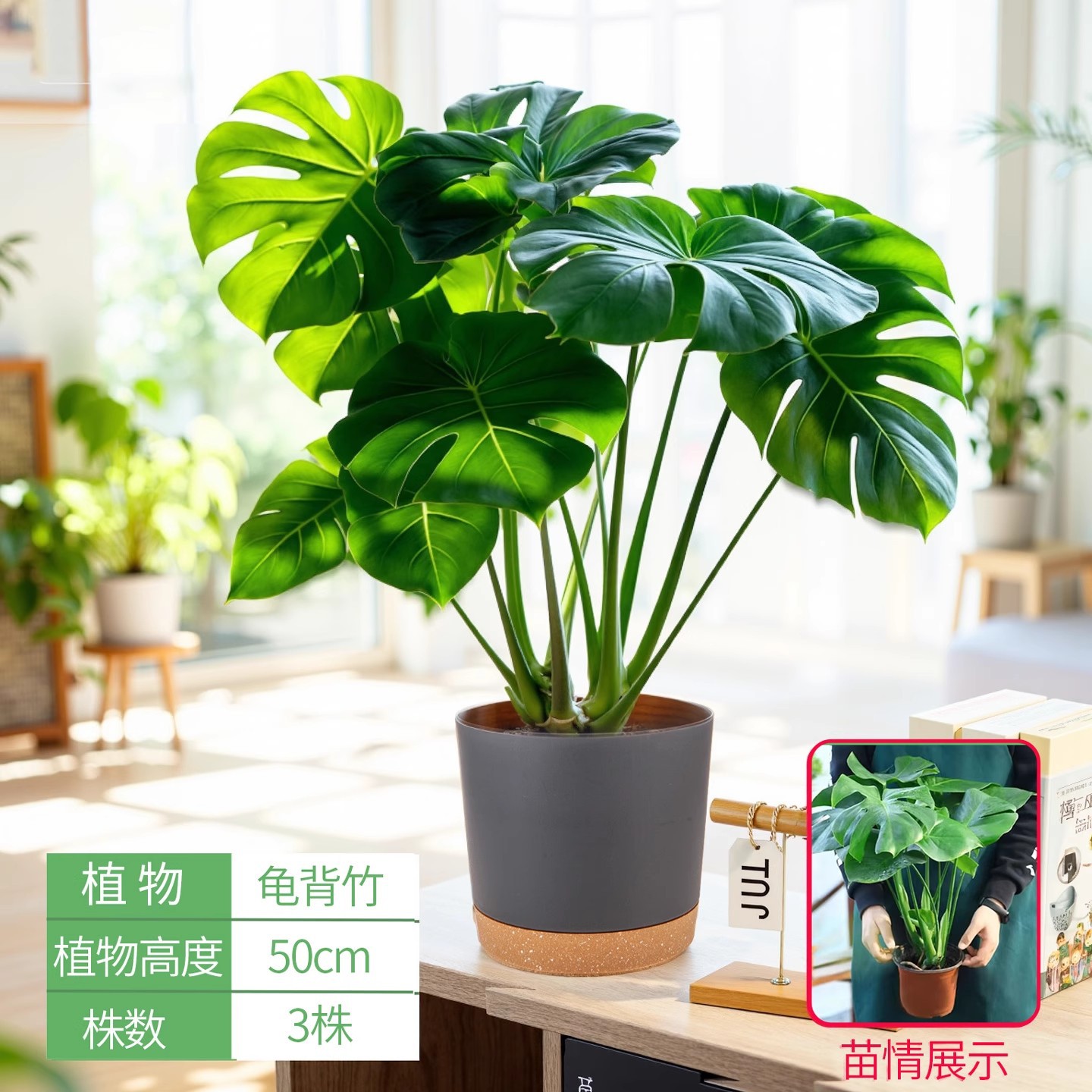 Monstera deliciosa 50cm [athens black pot]