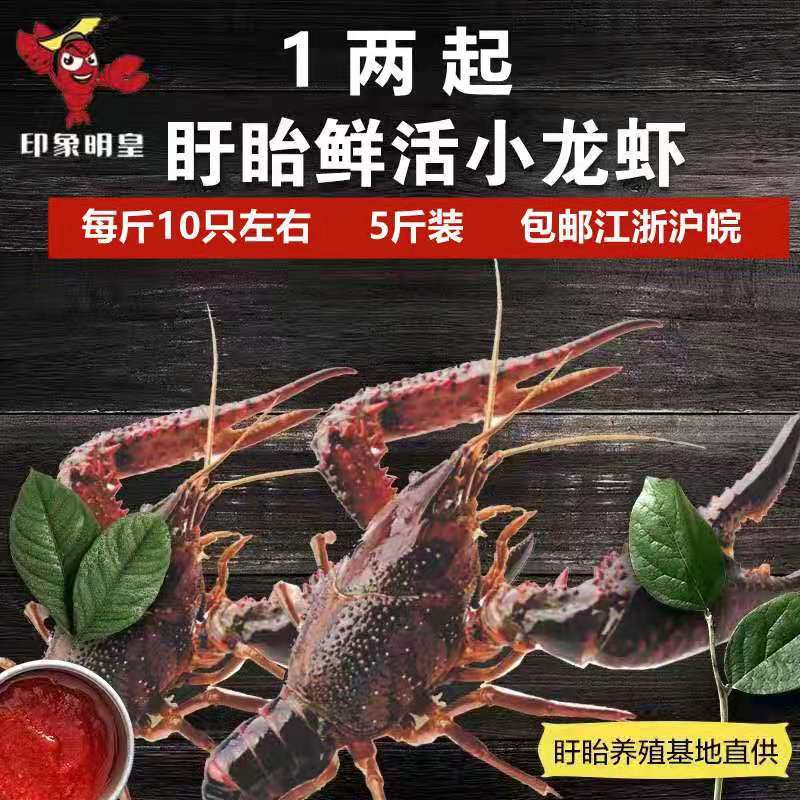 undefined1 Fresh Xuyi Thirteen Xianglong 5 Xuyi Hongze Lake Fresh Aquatic products breed Shimizu Crayfishundefined