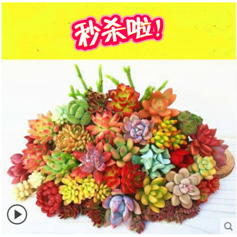 다양한 품종의 고급 다육식물 8종 [Bowl Lotus Pot] 화분이 필요합니다. 주문 시 화분이 포함됩니다.