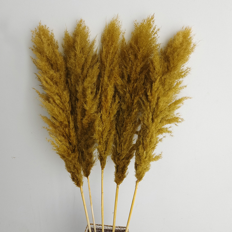 (3) 꽃 스파이크 5 개 70-80cm 전체 길이 약 140cm