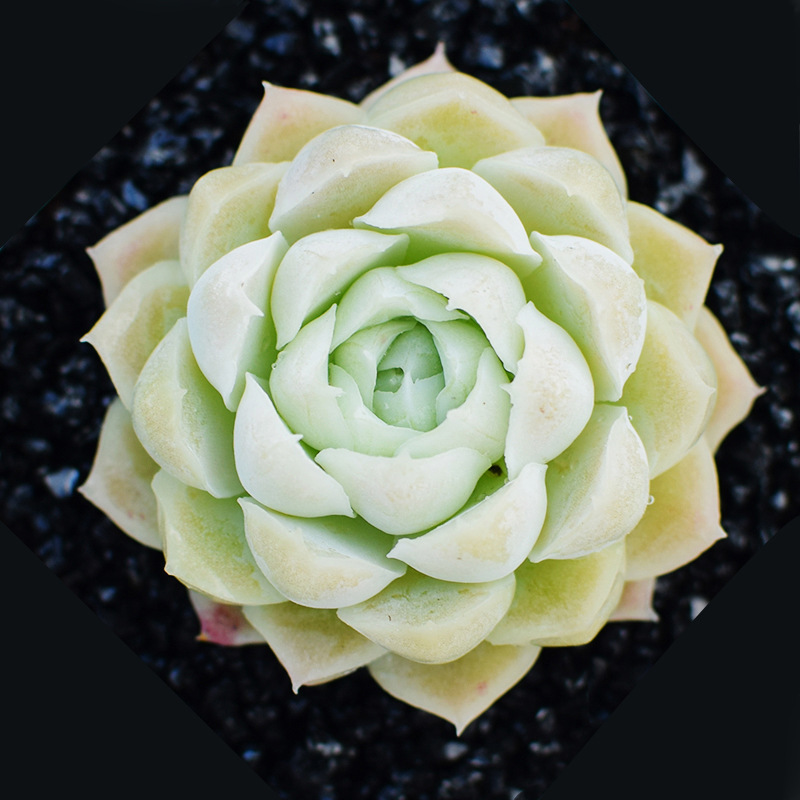 백월그림자 4~5cm (플라스틱 화분에 심으면 배송이 더 쉽습니다)