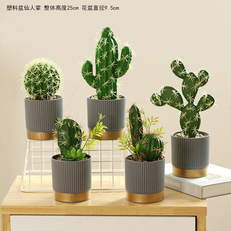 Cactus amarillo set de 5 piezas ☆