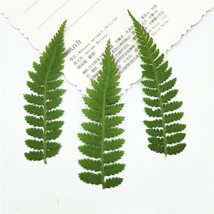 Хоу-ноги папоротника широкий лист фасоли тиснением настольная лампа реальный лист стикер завод образец закладки сушеный цветок Макияж украшения