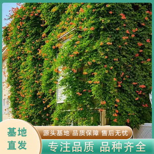 Base Wholesale Lingxiao Flower Seedlings Lingxiao Saplings Plant Climbing Vines Fast Flowering Period Long Climbing Florals Courtyard House Greening