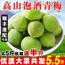2025新鲜青梅鲜果现摘深山鲜果生酸梅子水果泡酒散装5斤福建诏安