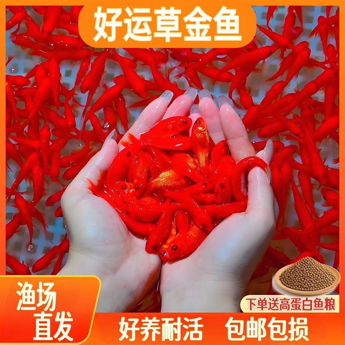 【推荐包活】国粹招财好运草金观赏鱼小鱼鱼苗包邮包活好养耐活