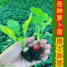 �}��������}������}�����}������}�����̨�߲˷Nֲ�����l