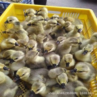 һ��Ó�ت{�^�Z�����ش����ڳ��꼃�N�Ҫ{�ZС�Z��Ҫ{�^�Z����