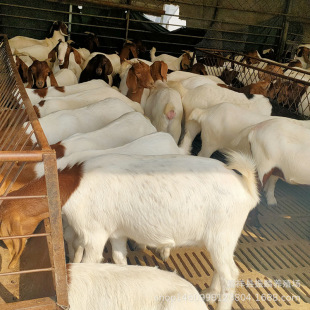 �����u���в���ɽ�� ��ɽ�� ��̥���е�Сβ����ĸ��׺�ɽ��