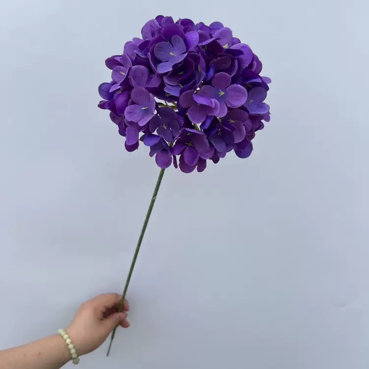 단일 큰 수국-보라색