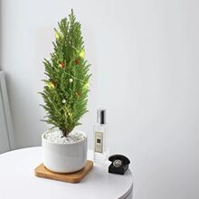 С��������ֲ���ļ����G�Gֲ�k����������˺��B�}�Q�������՚�