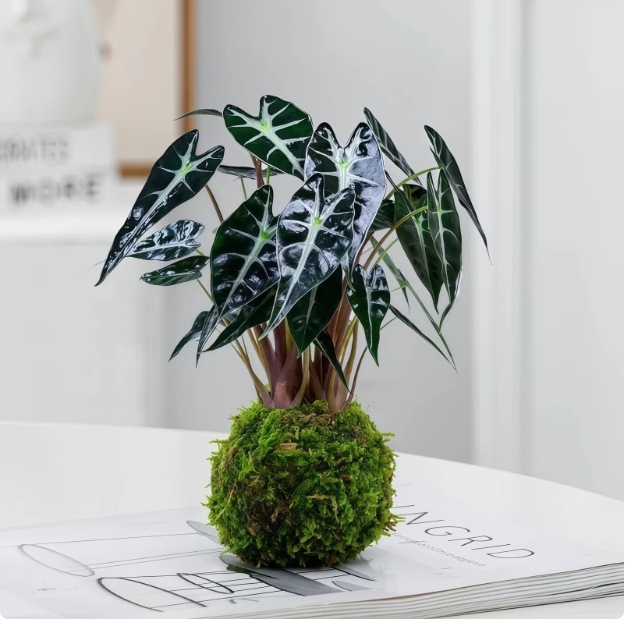 Musgo bola de junio nieve bonsai planta hidropónica acantilado modelado mini micro paisaje plantación verde de mesa interior pequeña maceta image 9