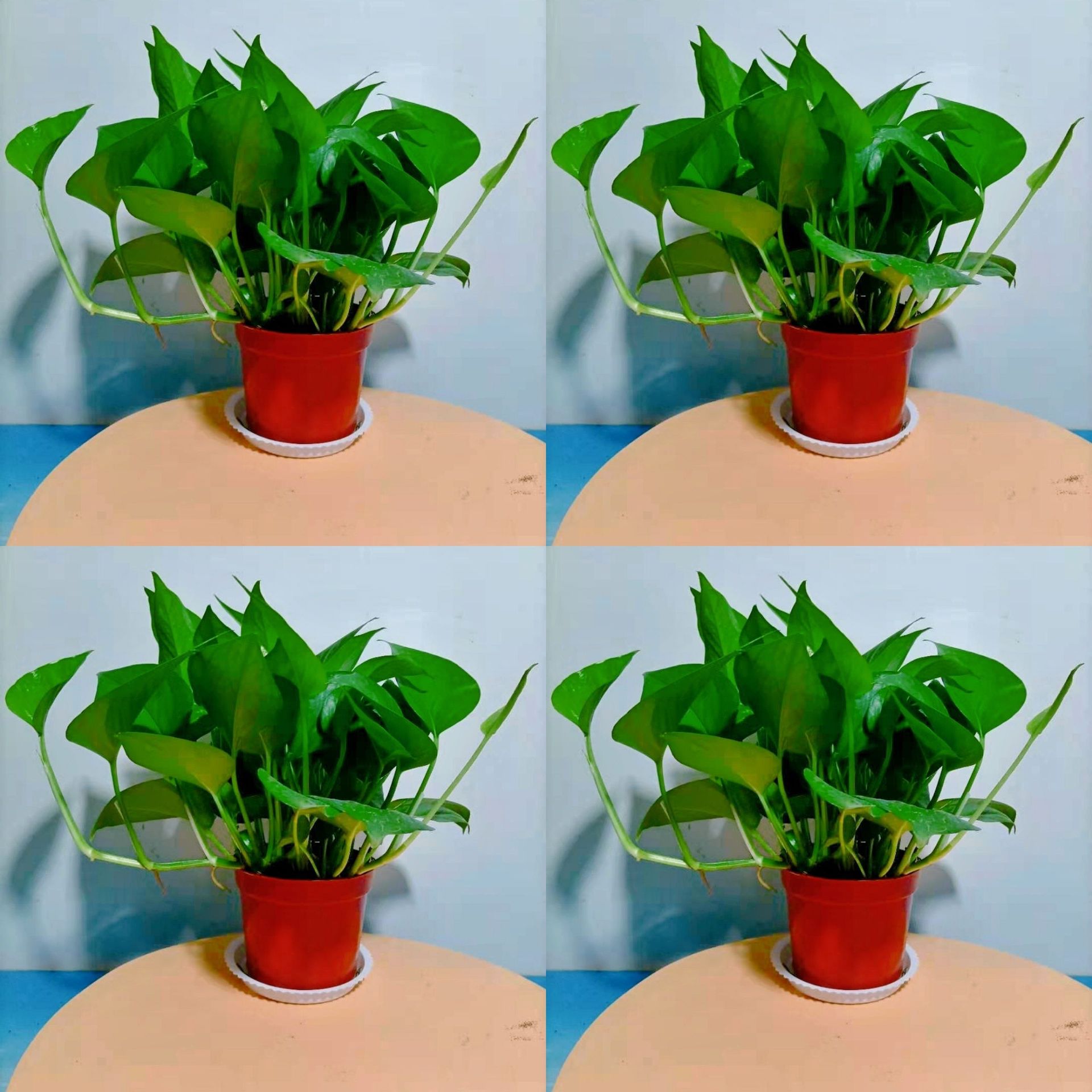 12Cm 4개 원래 화분 + 쟁반 포함 + 비료 4개 [작은 포토스]