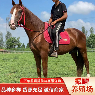 ��Ѫ�RС�R�x�����B�R�������T���R��ͯ�̌W�T���R��Ѫ�R��Ѫ�R