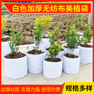 ���àI�B���������Ӻ�Nֲ�����l�o������ɫ����ֲ��ֲ͸����A��