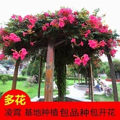 Оптовая Кемпсис Рассада Сад Вьющиеся Растения Lingxiao Старый Куча В Горшке Четыре Сезона Цветение Глициния Рассада Вьющиеся Цветы