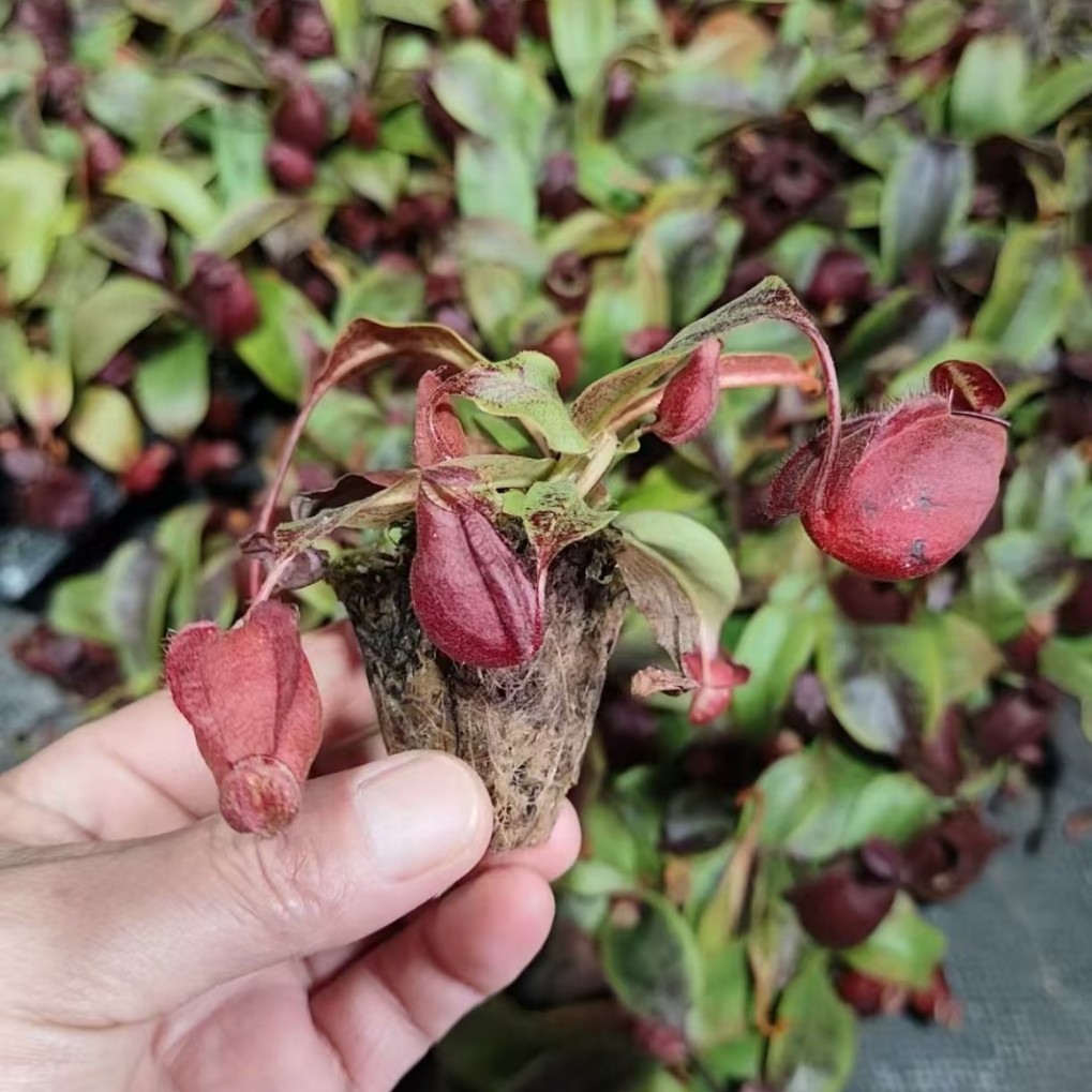 海盗黑月猪笼草基地直销网红盆栽食虫草
