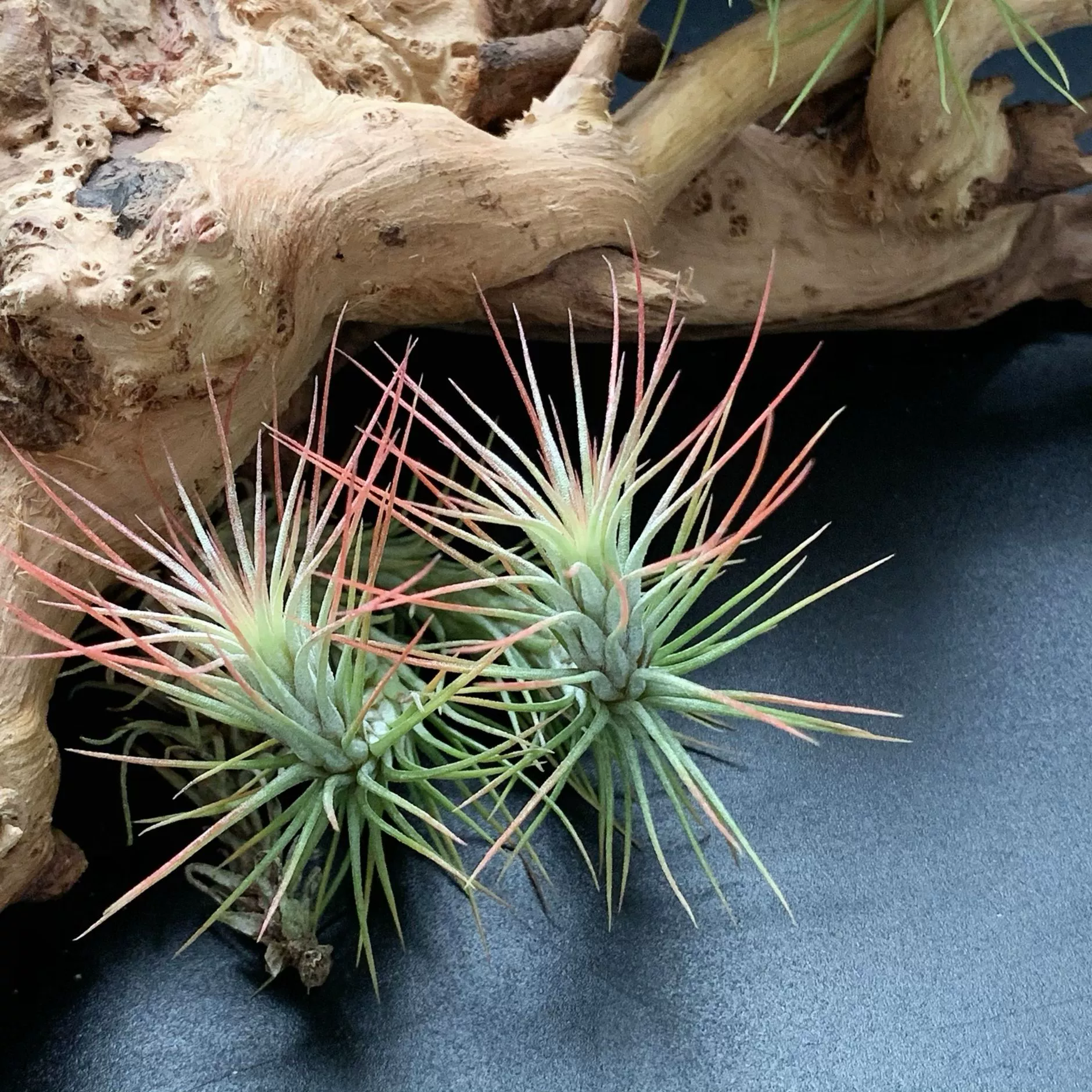 Производители лисьего хвоста напрямую поставляют базу для доставки воздуха ананас без почвы