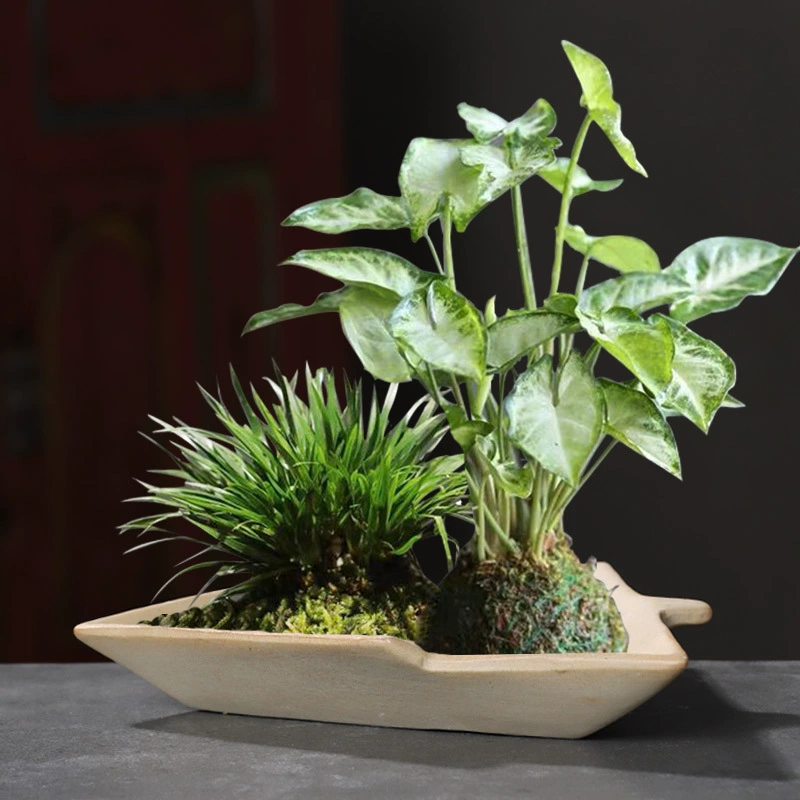 Творческий бразильский Mugurot Water Lucky Деревянная раковина гидропонное растение мох и мох аир цветочный горшок керамическая тарелка