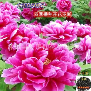 E-Commerce Delivers Peony Seeds and Peony Seeds. Peony Seeds Can Be Sown in All Seasons and Are Easy to Grow