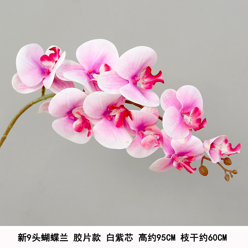 9-head film waterproof phalaenopsis pink and purple